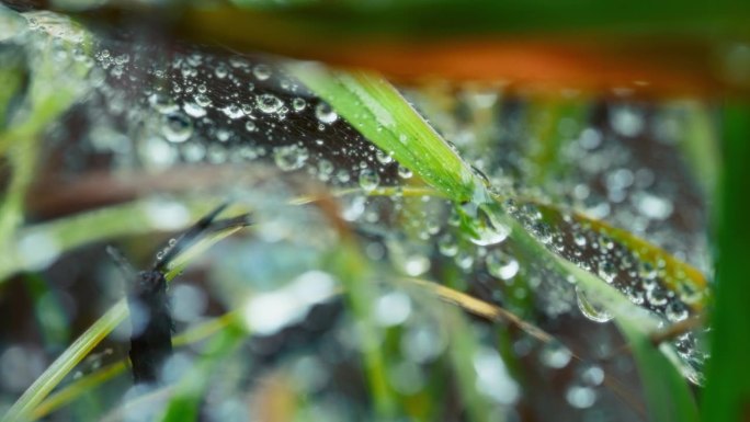 雨后布满水滴的蜘蛛网