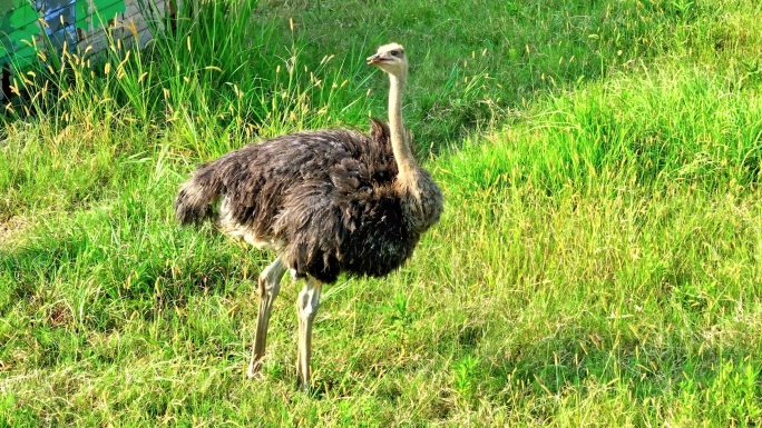 航拍动物园景区鸵鸟动物觅食奔跑绿色草坪