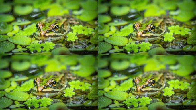 水里的青蛙微距实拍特写展示小动物