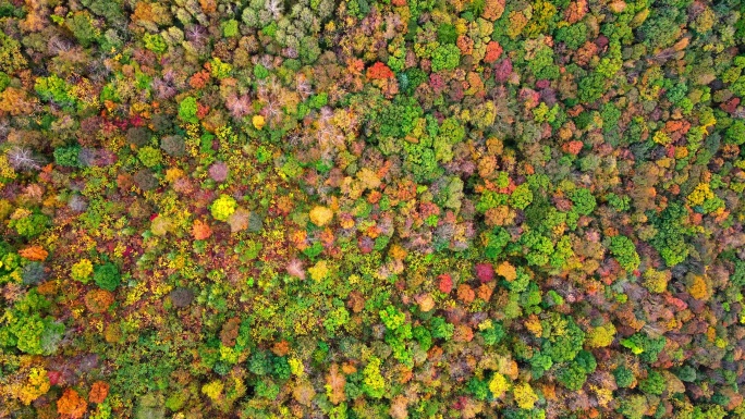 4K超清秋天本溪枫叶色彩五花山老边沟风景