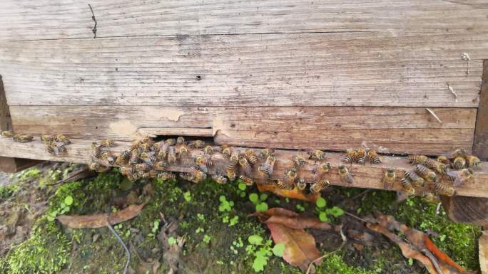 蜜蜂养殖场 飞舞的蜜蜂在蜂箱进进出出