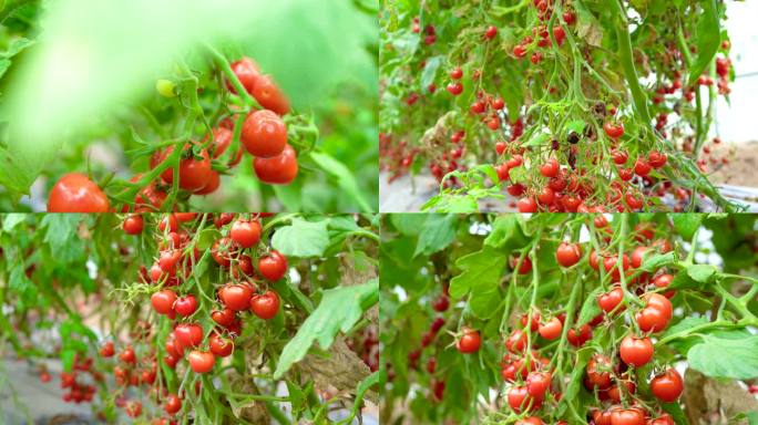 水果番茄 千禧果