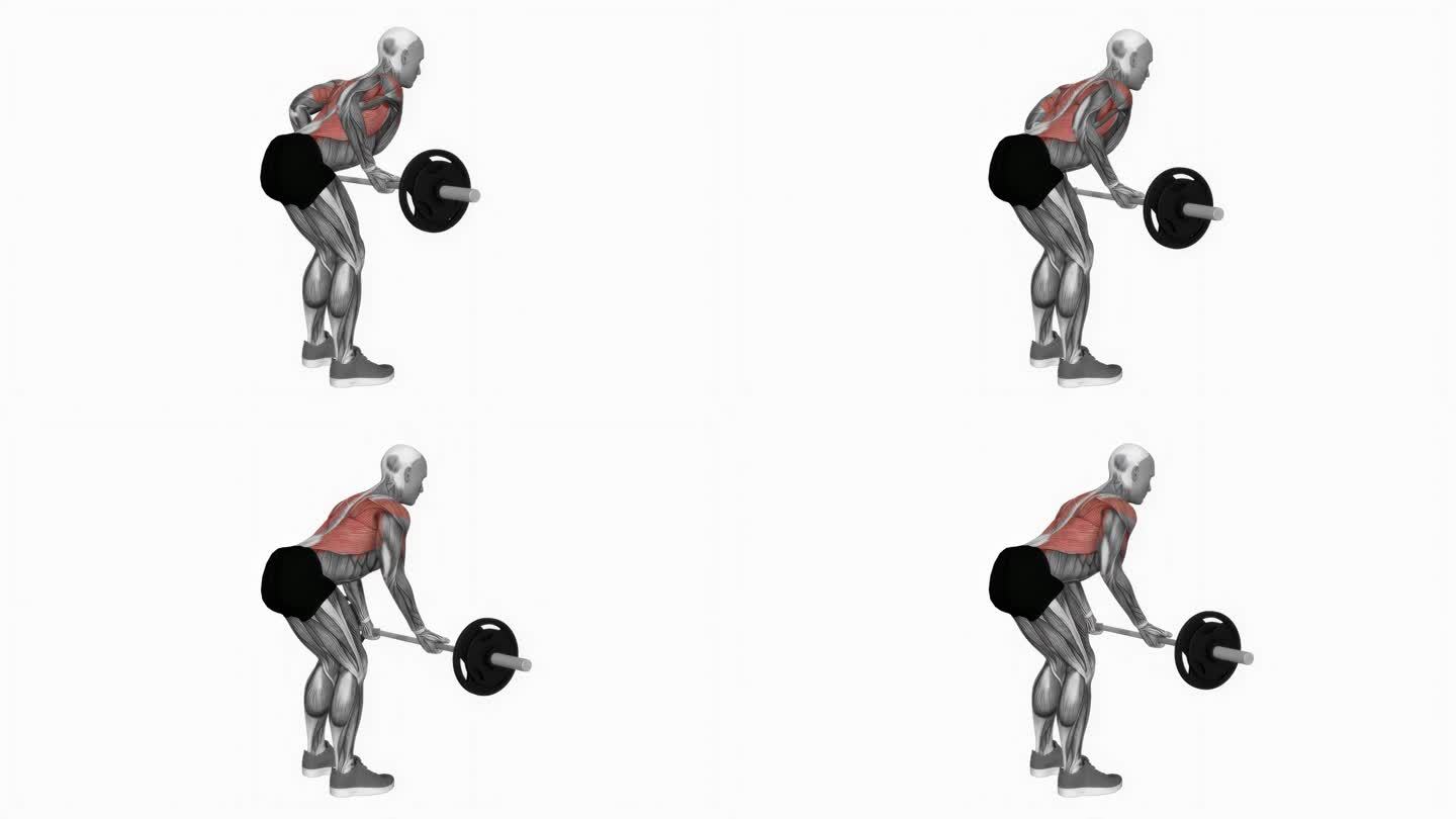 杠铃反向握弯排健身运动锻炼动画男性肌肉突出演示4K分辨率60 fps