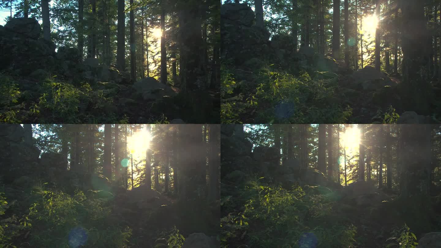 日出时的森林植物细节