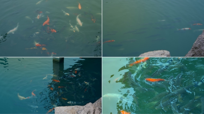 池塘锦鲤抢食中式园林古风公园观赏鱼吃食