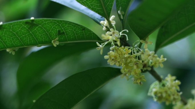 下雨 桂花 树 桂花树 绿色