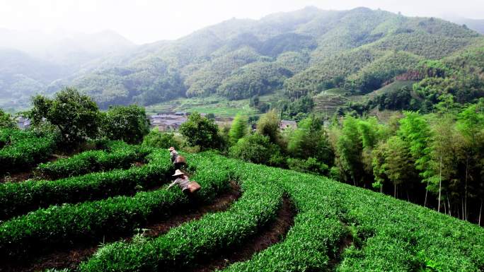 稻田 采茶