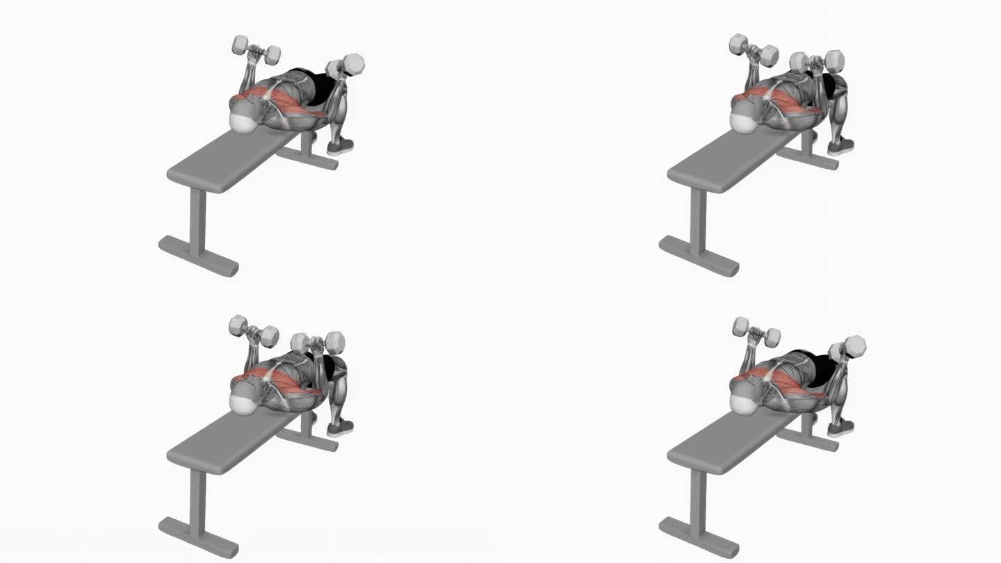 哑铃躺卧仰卧弯曲健身运动锻炼动画男性肌肉突出演示4K分辨率60 fps