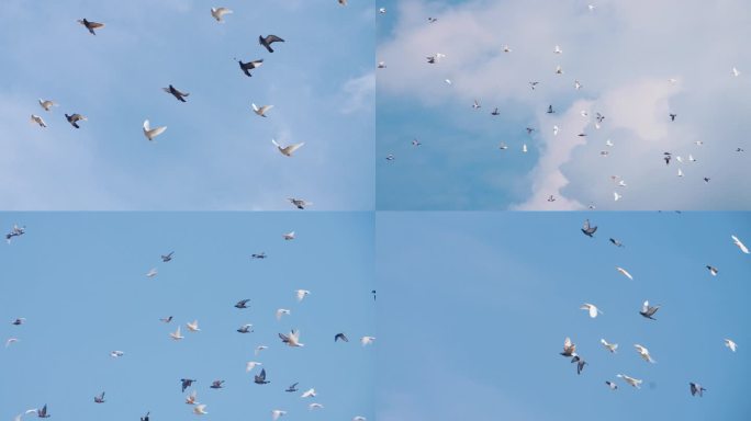 鸽子飞翔 升格拍摄