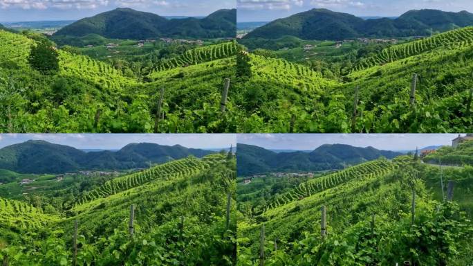 Prosecco葡萄酒之路。意大利特雷维索著名的葡萄酒产区。Valdobbiadene山和葡萄园在著