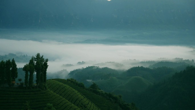 4K黑夜转白天的茶山延时摄影