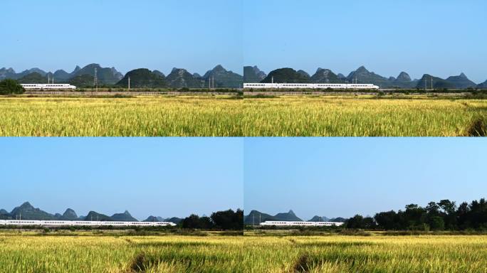 秋天阳光下桂林金色稻田旁铁路上行驶的列车