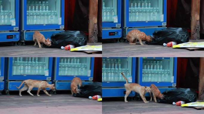 城市街头流浪猫