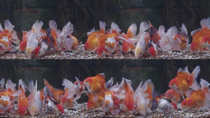 4k慢动作金鱼群在鱼缸里游泳和放松。