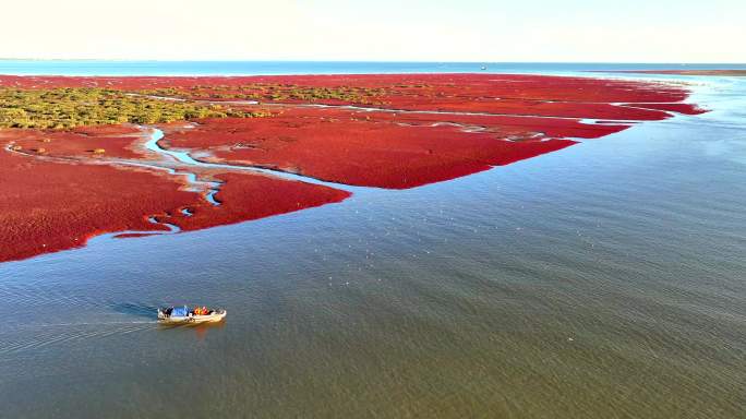 乘观光船欣赏中国最美六大湿地之盘锦红海滩