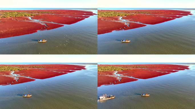 乘观光船欣赏中国最美六大湿地之盘锦红海滩