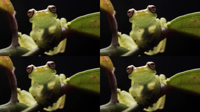 充分展示罕见的玻璃树蛙与令人难以置信的灯光