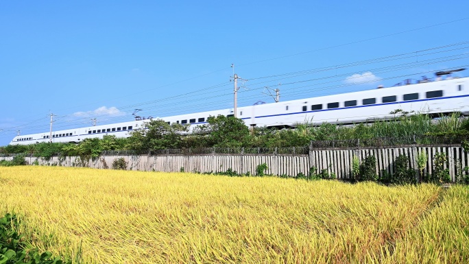 阳光下近距离拍摄稻田旁铁路上行驶的动车