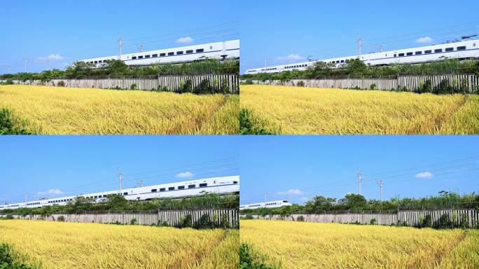 阳光下近距离拍摄稻田旁铁路上行驶的动车