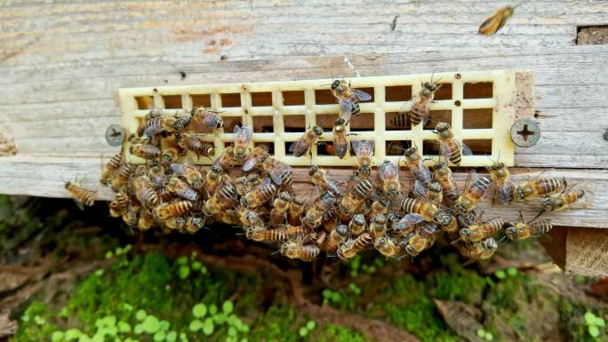蜜蜂养殖场 飞舞的蜜蜂在蜂箱进进出出