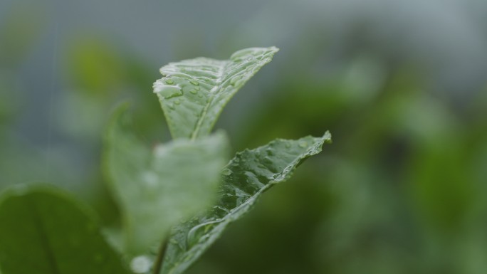 雨中的茶树叶