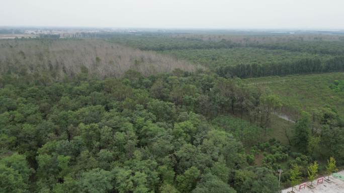 申甘林带 民权国家森林公园 航拍