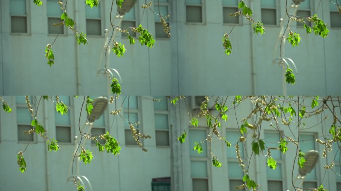 北京阳光透过树叶和飞絮漂浮