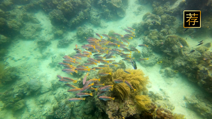 海底世界鱼群环绕 海龟珊瑚海洋生物