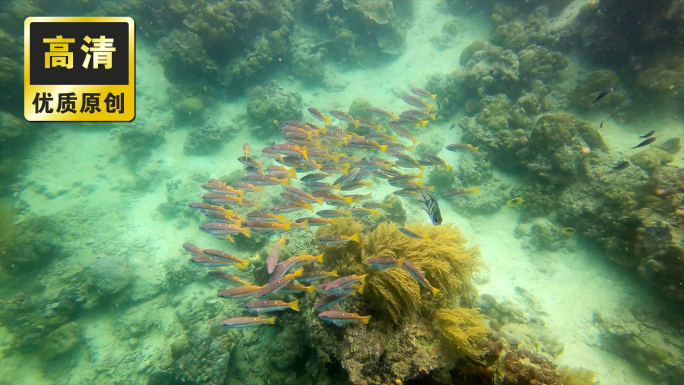 海底世界鱼群环绕 海龟珊瑚海洋生物