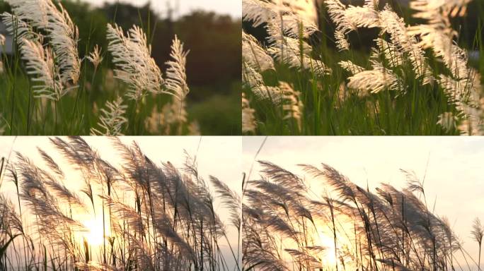 夕阳下的芦苇