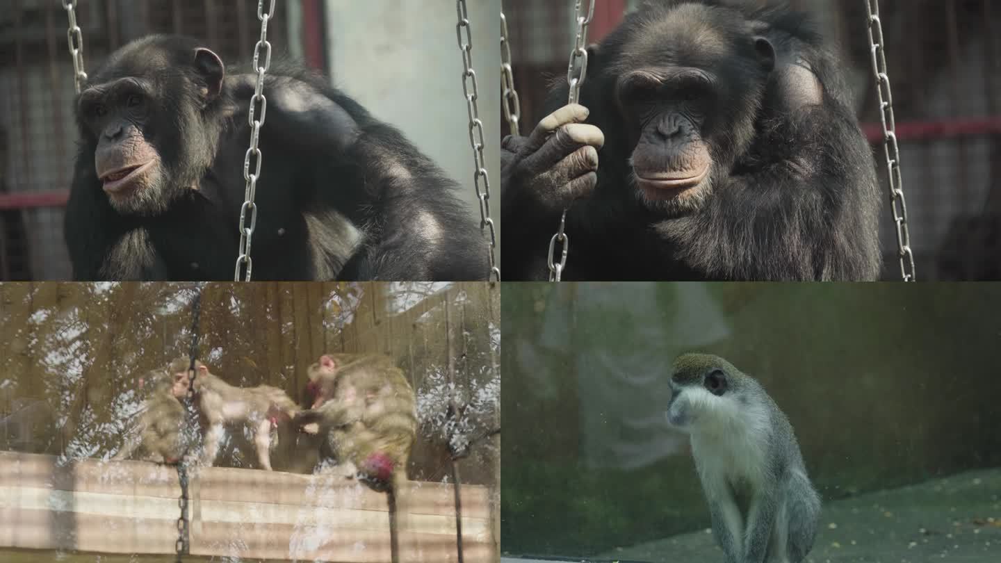 猩猩猴子灵长类动物