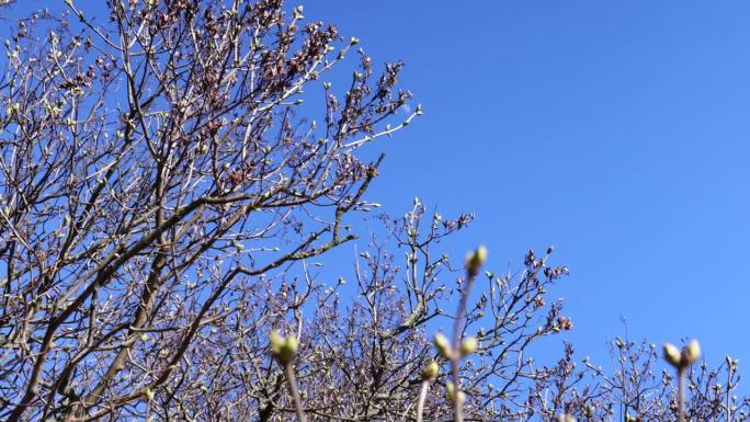 在春天阳光明媚的天气里，光秃秃的树木