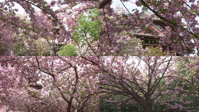 西安青龙寺樱花古建筑