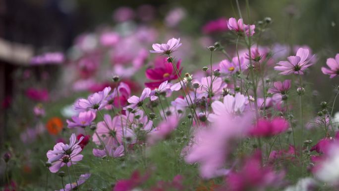 花海 花瓣花朵 格桑花