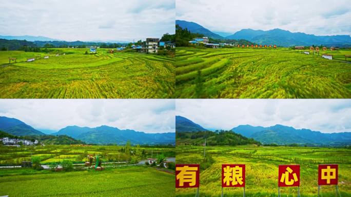 上坝村农业示范区天全县