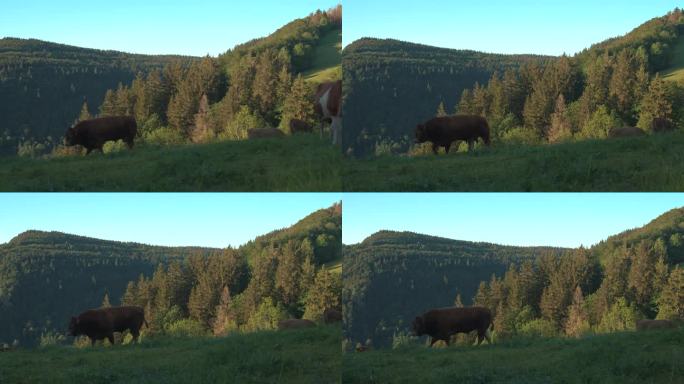 日落时分，牛群在牧场上吃草，背景是森林