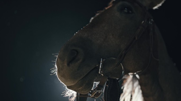 夜色中牧场上马的气息的慢镜头特写