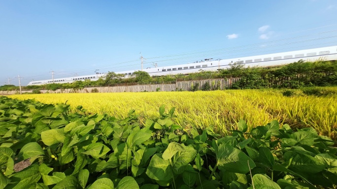 慢镜头拍摄桂林金色稻田旁铁路上行驶的动车