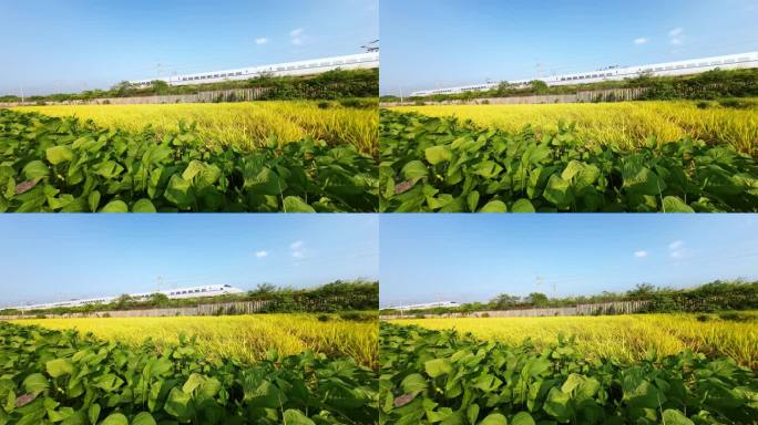 慢镜头拍摄桂林金色稻田旁铁路上行驶的动车