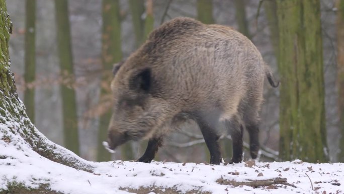 欧洲野猪在雪雨下的雪林中行走