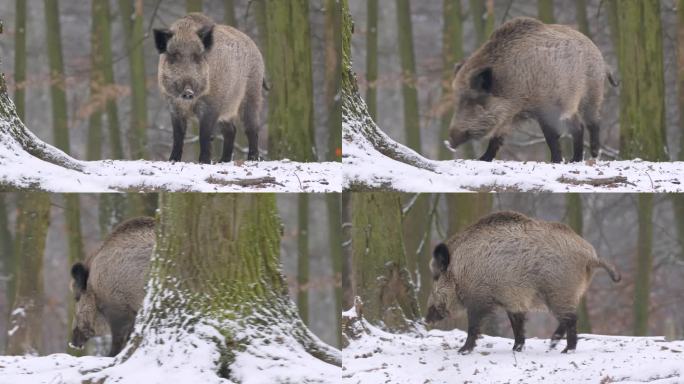 欧洲野猪在雪雨下的雪林中行走