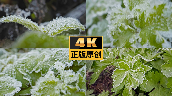 霜降立冬霜冰晶结霜打霜下雪节气寒冷白头霜