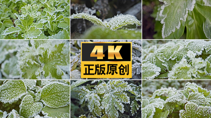 霜降立冬霜冰晶结霜打霜下雪节气寒冷白头霜