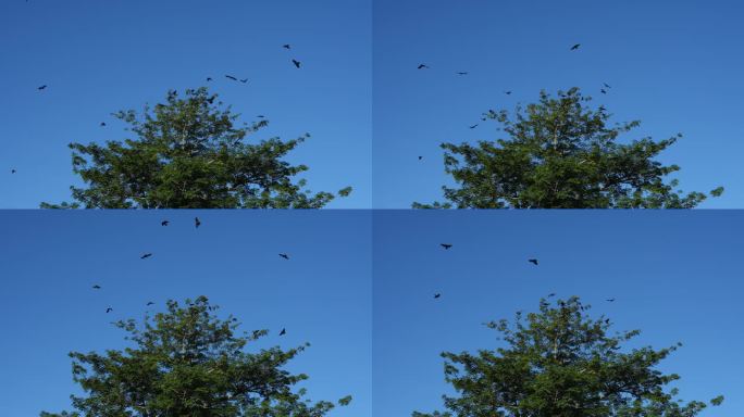 令人着迷的慢动作乌鸦靠近树