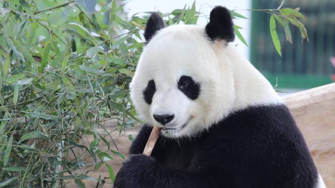 济南动物园国宝大熊猫雅吉华奥吃东西溜达