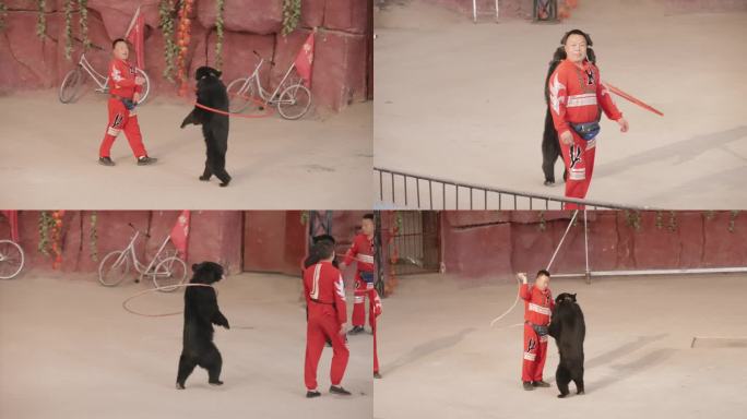 武汉九峰森林动物园梦幻剧场里的黑熊表演
