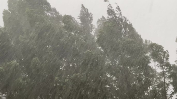 森林狂风暴雨风吹树林风吹雨打树木台风下雨