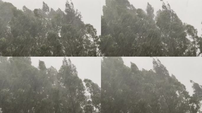 森林狂风暴雨风吹树林风吹雨打树木台风下雨