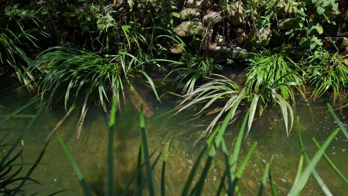 大鲵娃娃鱼两栖动物野生生物水产生态养殖