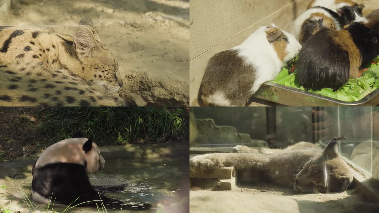 哺乳猫科动物视频